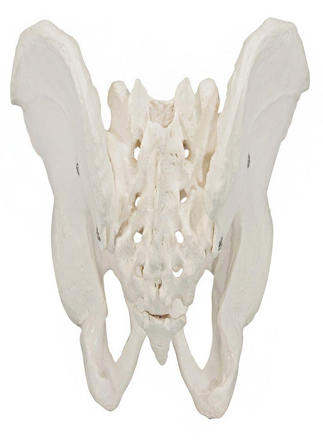 Axis Scientific Skeletal Model of The Male Pelvis | Cast from a Real Human Pelvis Skeleton | Life Size Model Shows Important Anatomy of The Pelvic Region | Includes Product Manual | Made by Axis Scientific - Image 4
